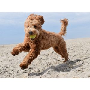 Best-Goldendoodle-Puppies-For-Sale-In-Indiana