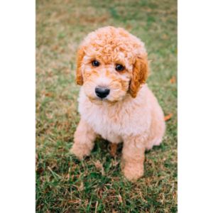 Best-Goldendoodle-Puppies-For-Sale-In-New-Hampshire