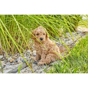 Best-Goldendoodle-Puppies-For-Sale-In-Utah