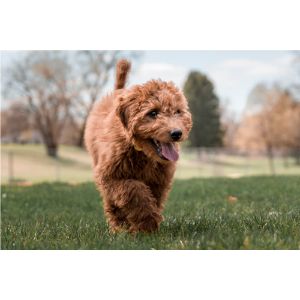 Best-Goldendoodle-Puppies-For-Sale-In-Washington