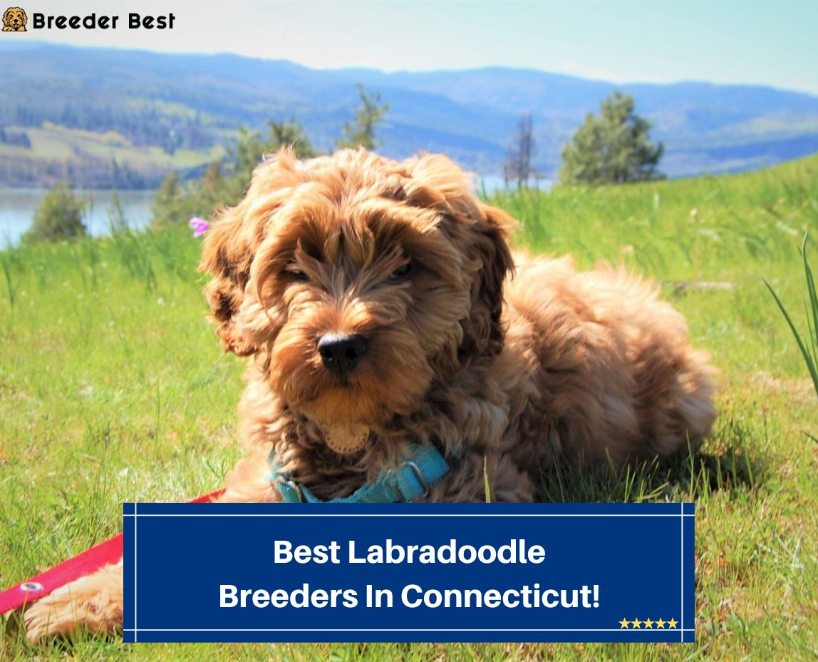 Best-Labradoodle-Breeders-In-Connecticut-template