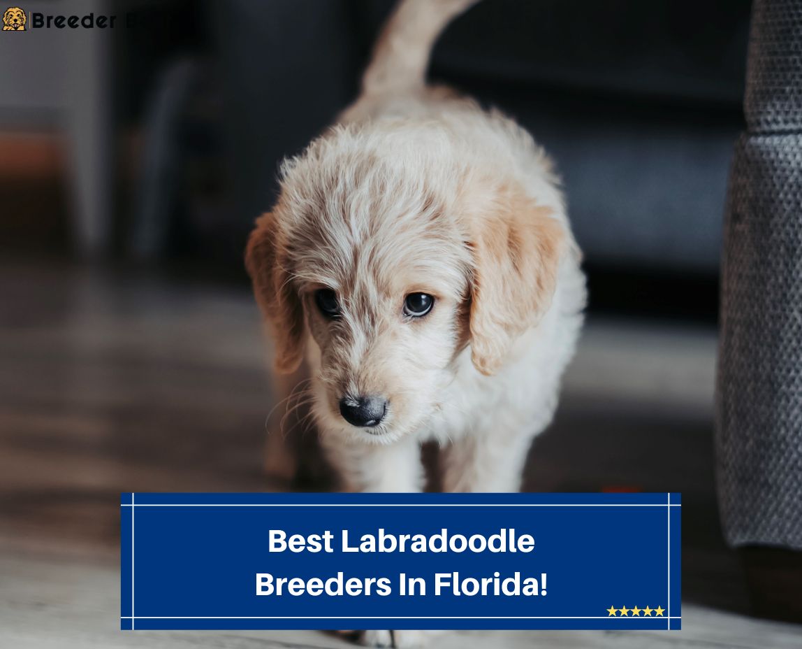 Best-Labradoodle-Breeders-In-Florida-template