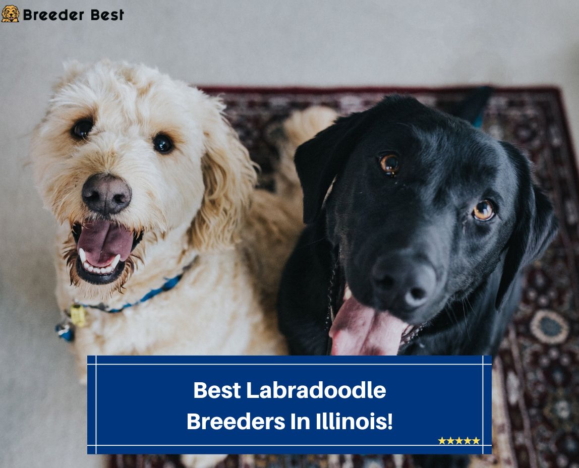 Best-Labradoodle-Breeders-In-Illinois-template