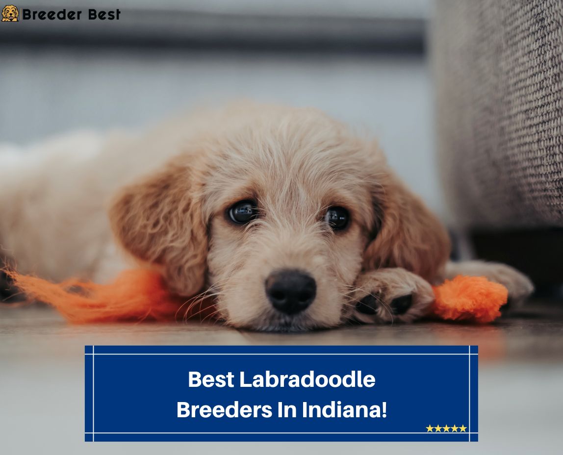 Best-Labradoodle-Breeders-In-Indiana-template