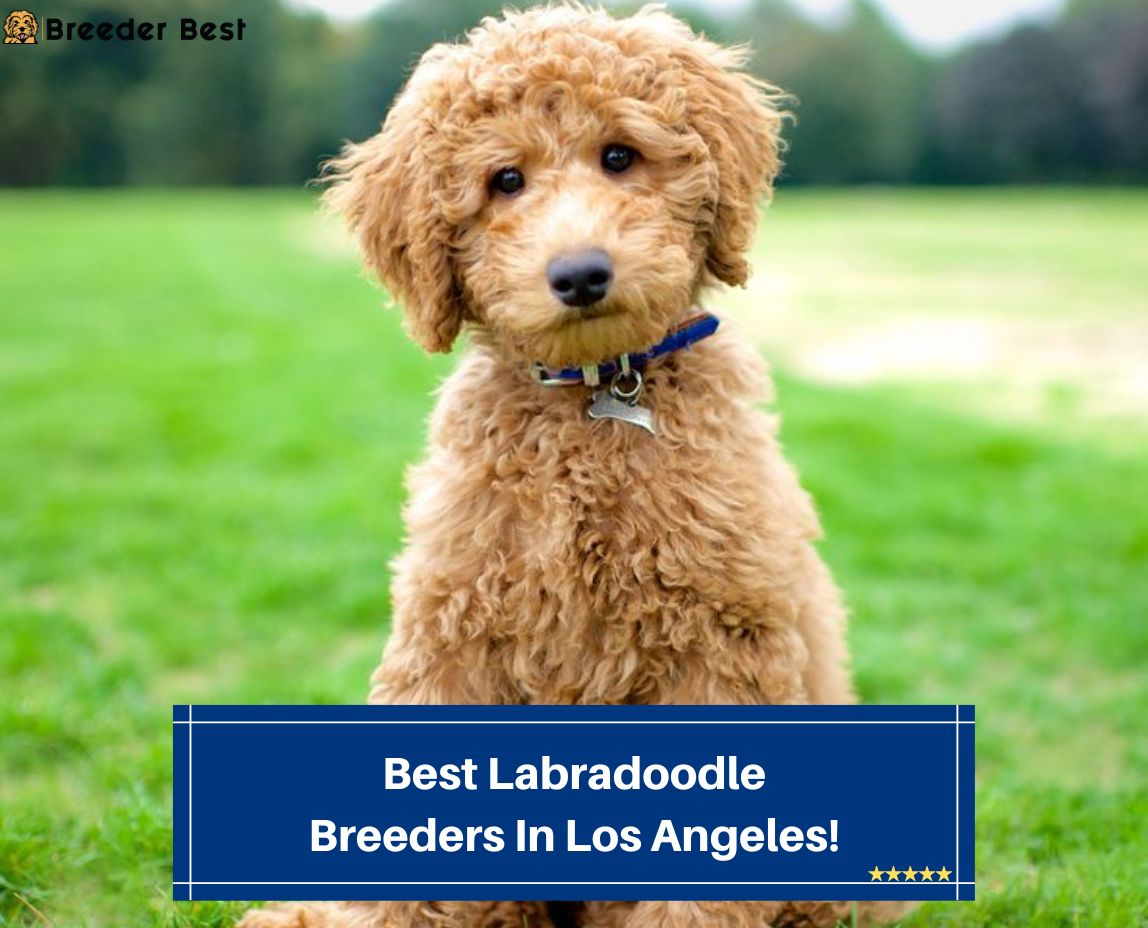 Best-Labradoodle-Breeders-In-Los-Angeles-template