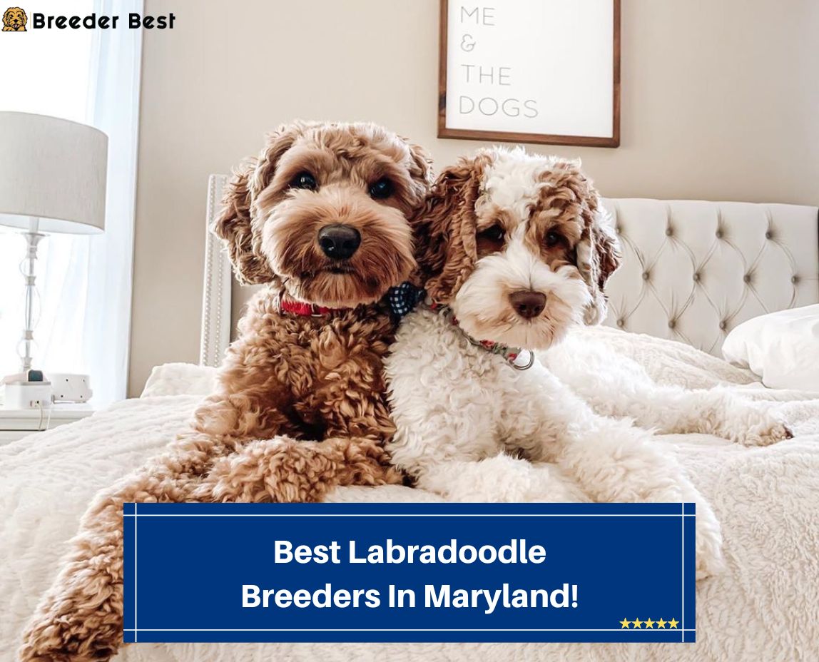 Best-Labradoodle-Breeders-In-Maryland-template