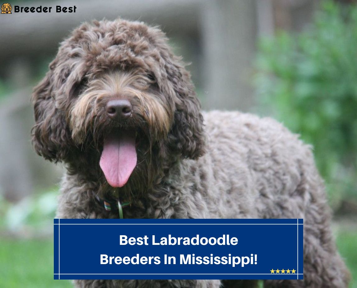 Best-Labradoodle-Breeders-In-Mississippi-template