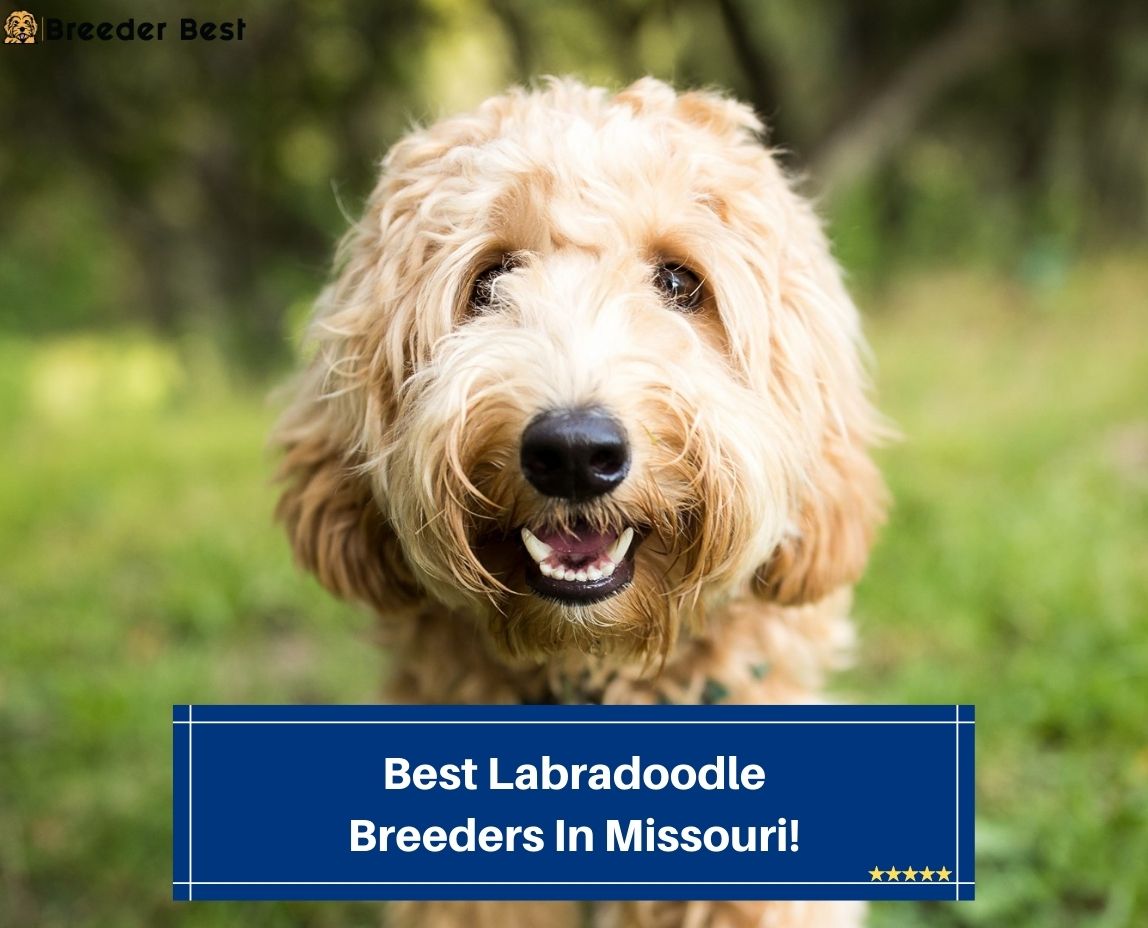 Best-Labradoodle-Breeders-In-Missouri-template