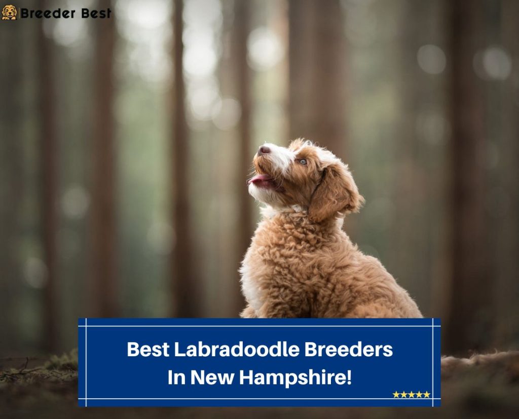 5 Best Labradoodle Breeders In New Hampshire! (2023) Breeder Best