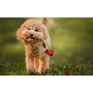 Best-Labradoodle-Breeders-In-Tennessee