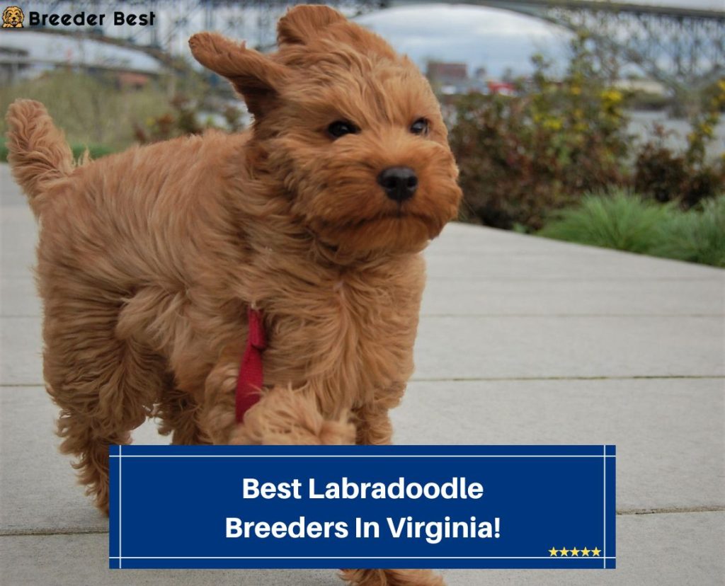 4 Best Labradoodle Breeders In Virginia! (2023) - Breeder Best