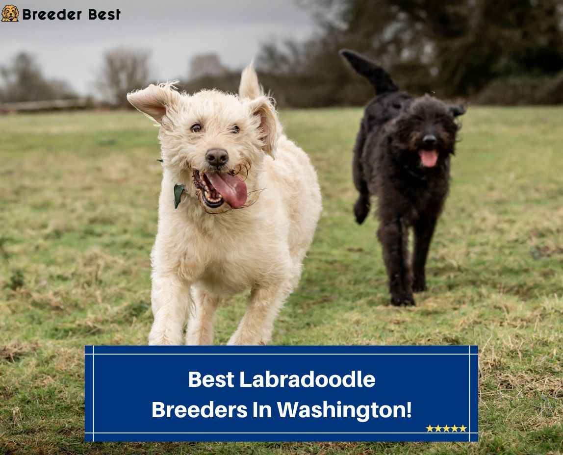 Best-Labradoodle-Breeders-In-Washington-template