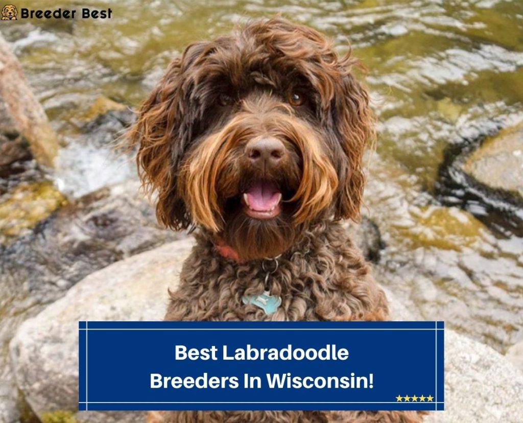 5 Best Labradoodle Breeders In Wisconsin! (2023) - Breeder Best