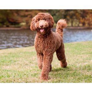 Best-Labradoodle-Puppies-For-Sale-In-Florida