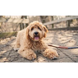 Best-Labradoodle-Puppies-For-Sale-In-Indiana