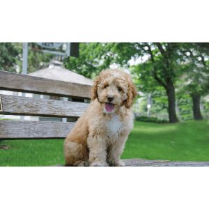 Best-Labradoodle-Puppies-For-Sale-In-Washington