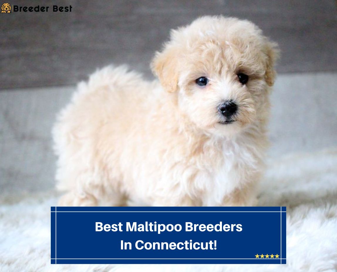 Best-Maltipoo-Breeders-In-Connecticut-template