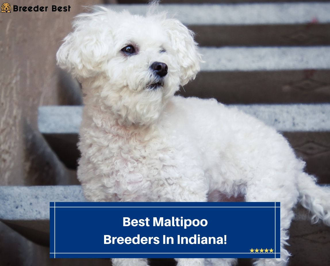 Best-Maltipoo-Breeders-In-Indiana-template