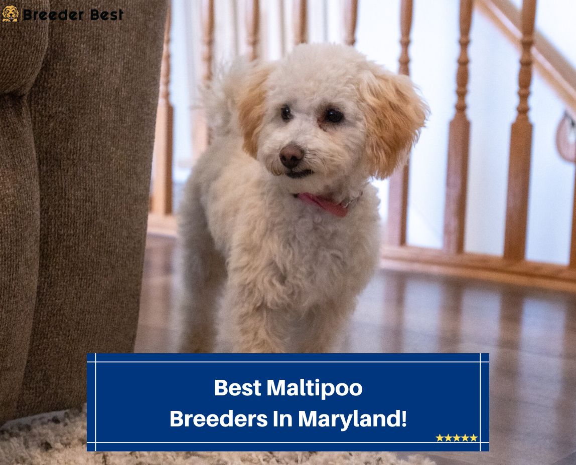 Best-Maltipoo-Breeders-In-Maryland-template