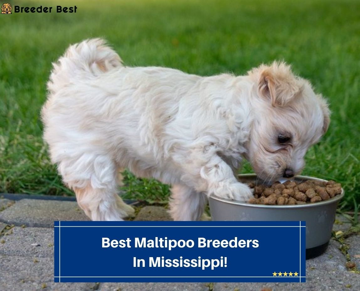 Best-Maltipoo-Breeders-In-Mississippi-template