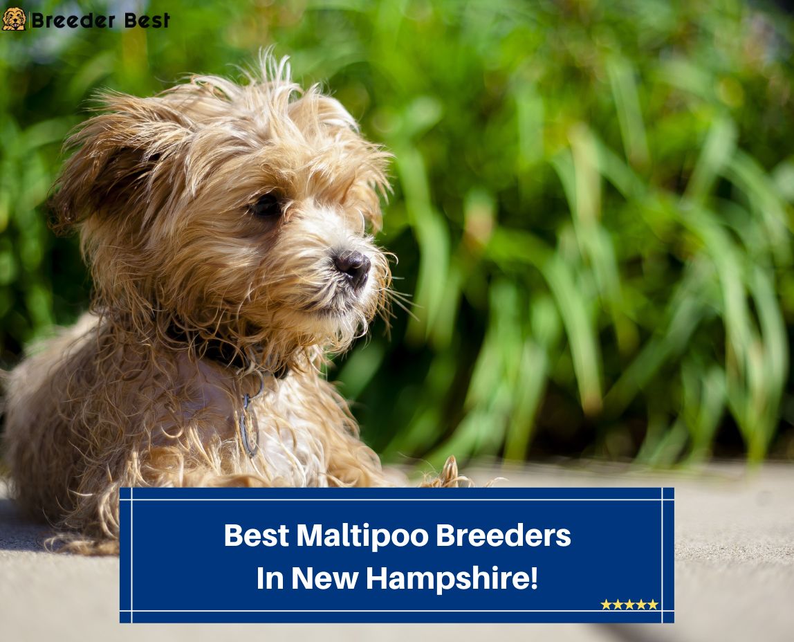 Best-Maltipoo-Breeders-In-New-Hampshire-template