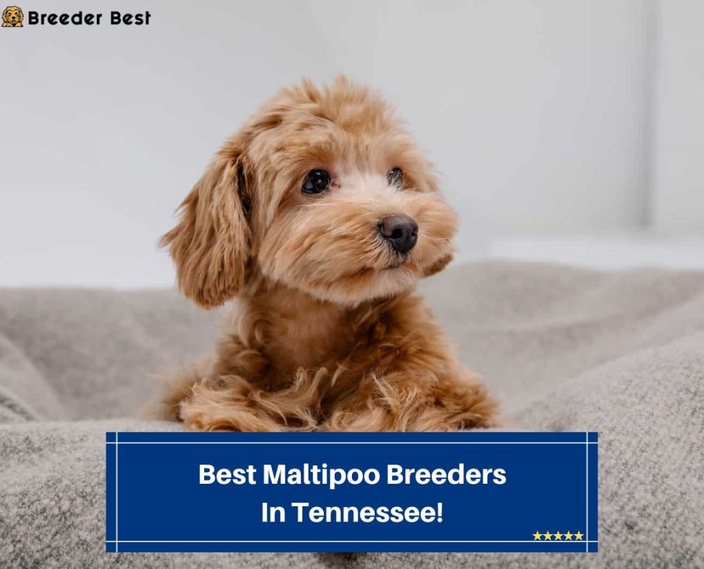 6 Best Maltipoo Breeders In Tennessee! (2023) - Breeder Best