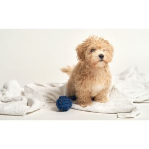 Best-Maltipoo-Breeders-In-Tennessee