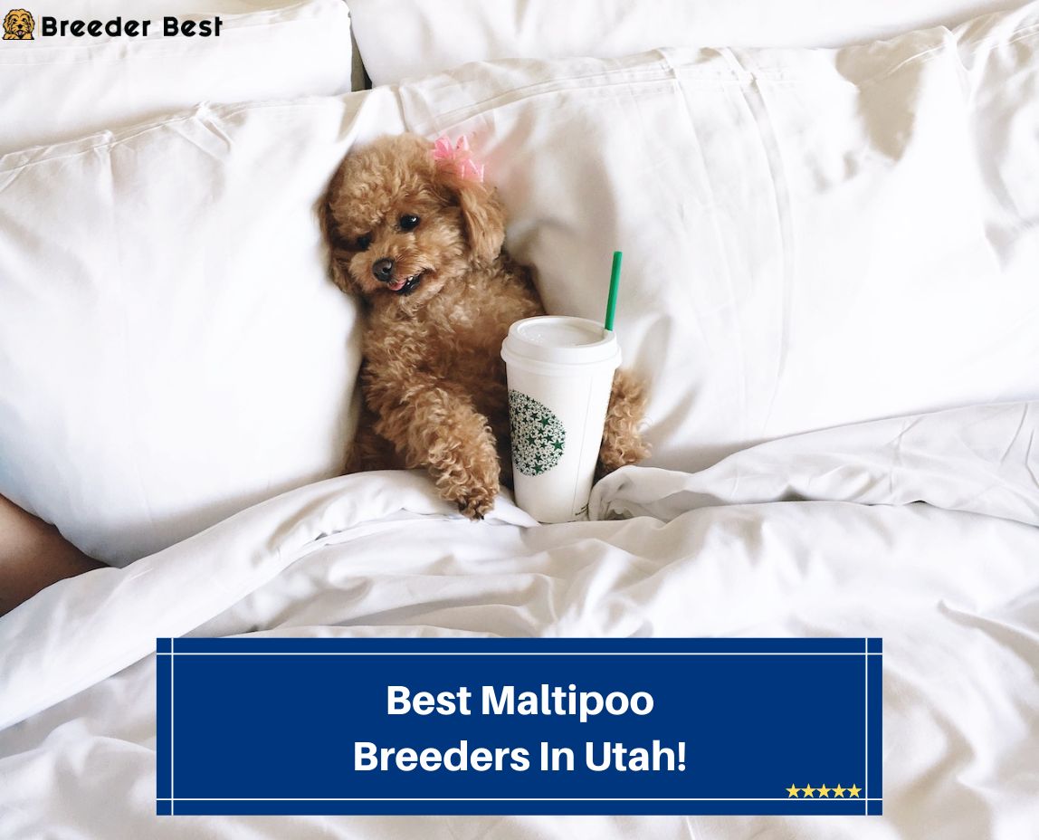 Best-Maltipoo-Breeders-In-Utah-template