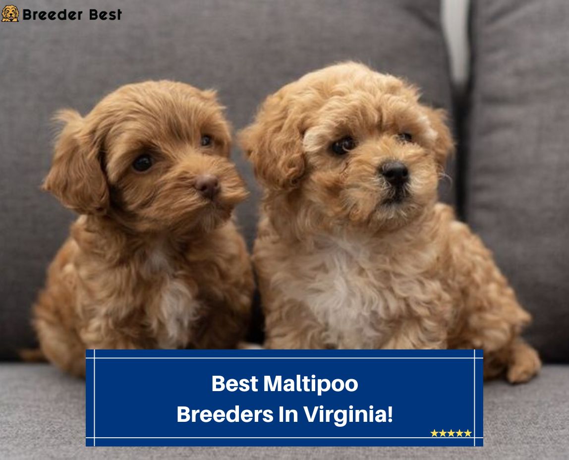 Best-Maltipoo-Breeders-In-Virginia-template