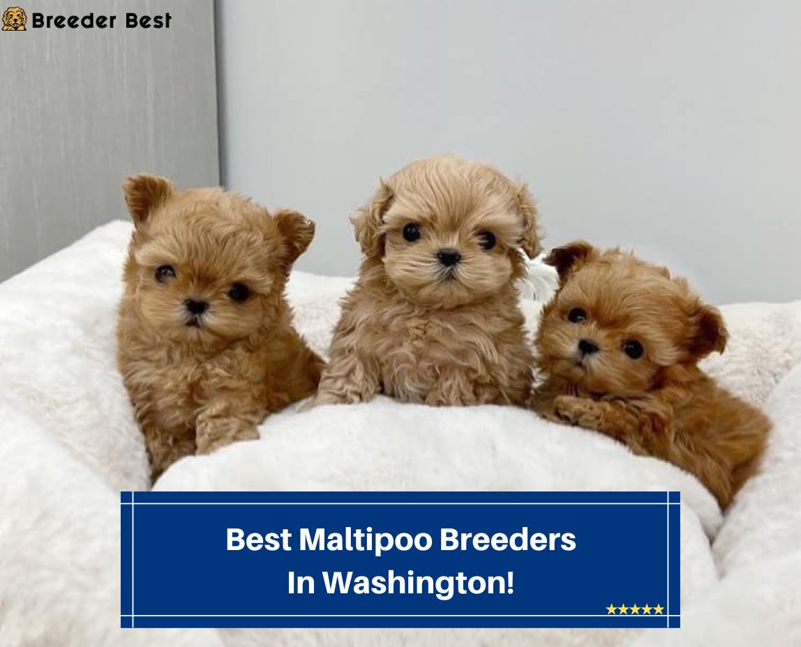 Best-Maltipoo-Breeders-In-Washington-template