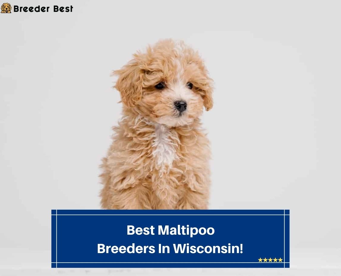 Best-Maltipoo-Breeders-In-Wisconsin-template