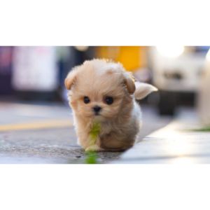 Best-Maltipoo-Puppies-For-Sale-In-New-Hampshire