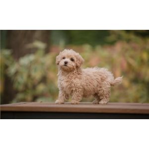 Best-Maltipoo-Puppies-For-Sale-In-Utah