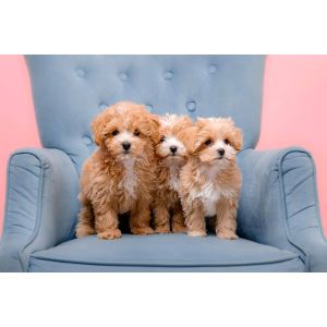 Best-Maltipoo-Puppies-For-Sale-In-Wisconsin