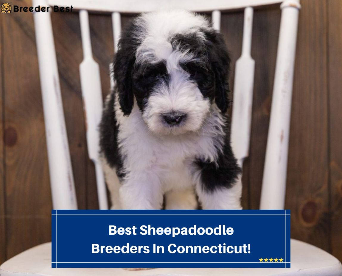 Best-Sheepadoodle-Breeders-In-Connecticut-template