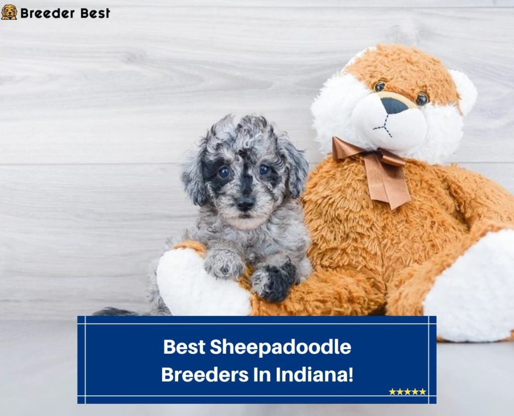 7 Best Sheepadoodle Breeders In Indiana! (2023) Breeder Best