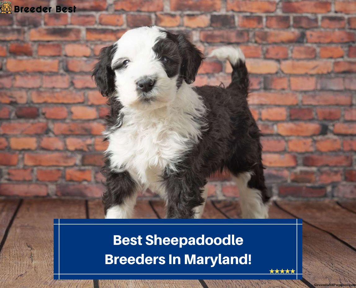 Best-Sheepadoodle-Breeders-In-Maryland-template