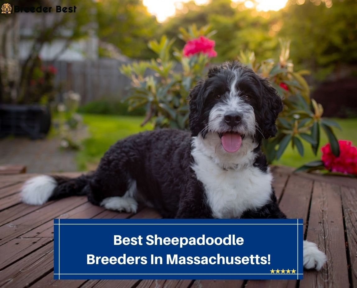Best-Sheepadoodle-Breeders-In-Massachusetts-template