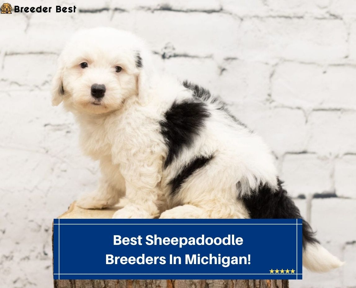 Best-Sheepadoodle-Breeders-In-Michigan-template