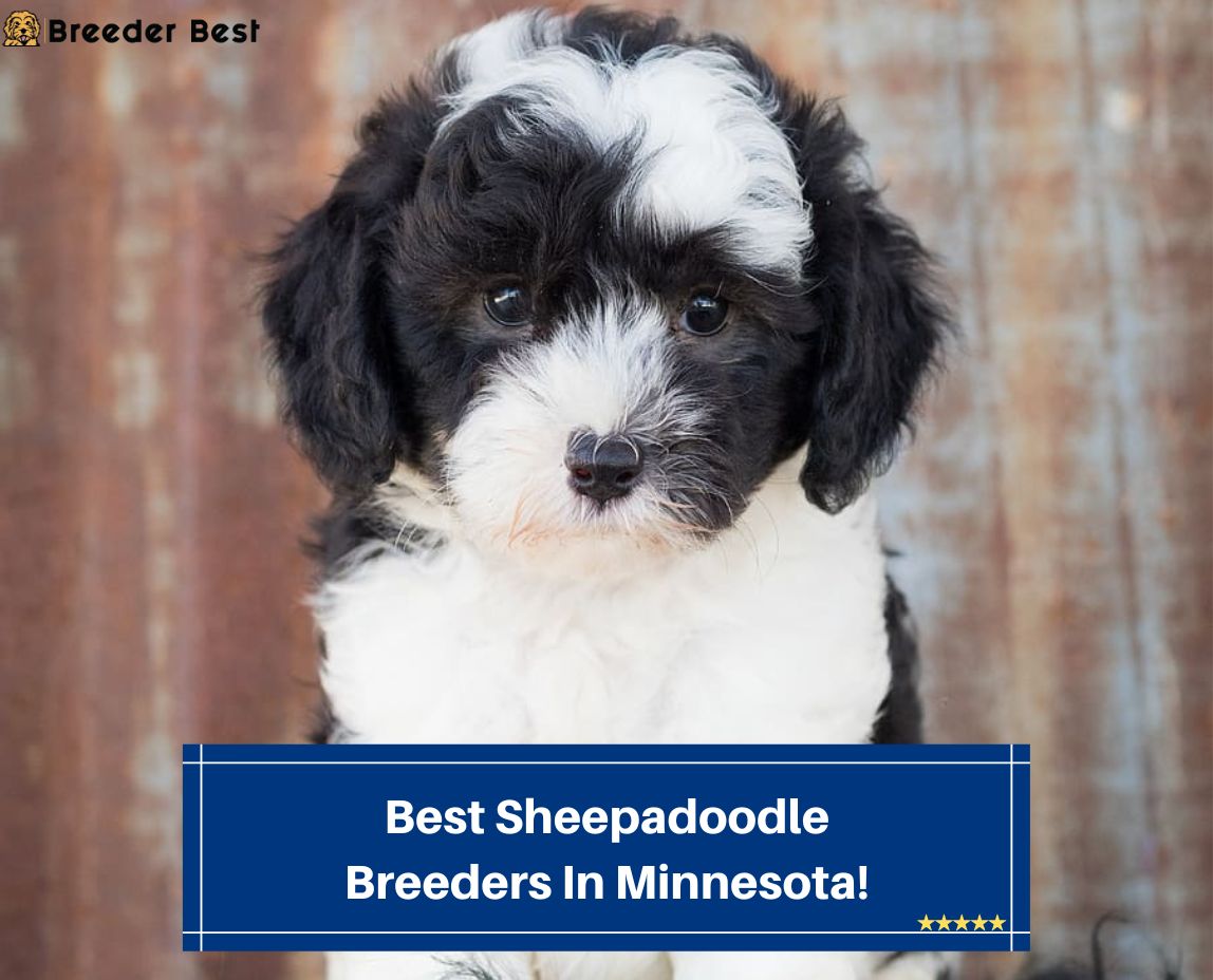 Best-Sheepadoodle-Breeders-In-Minnesota-template