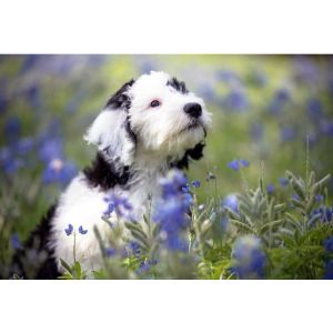 Best-Sheepadoodle-Breeders-In-Minnesota