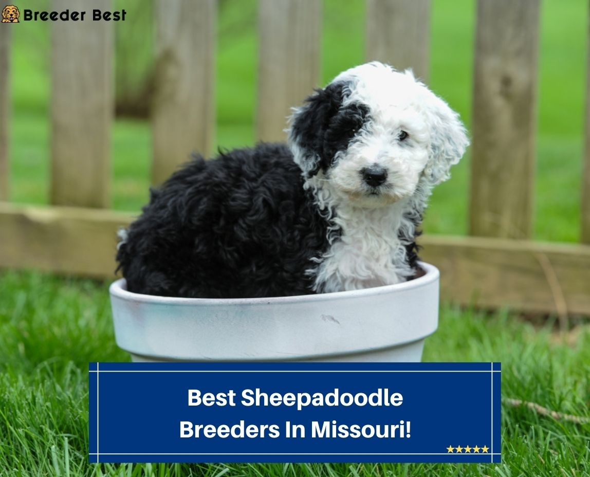 Best-Sheepadoodle-Breeders-In-Missouri-template