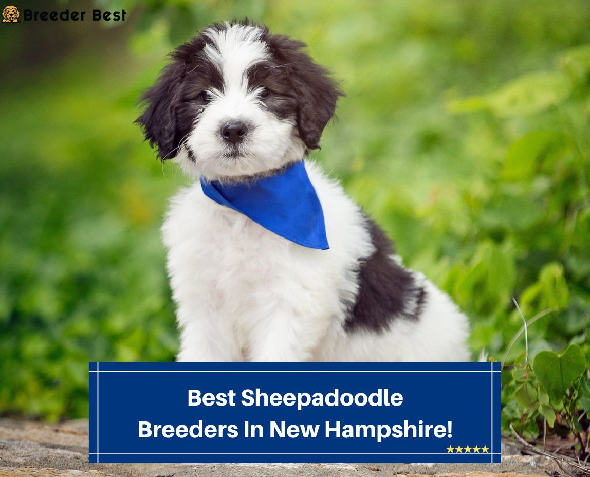 Best-Sheepadoodle-Breeders-In-New-Hampshire-template