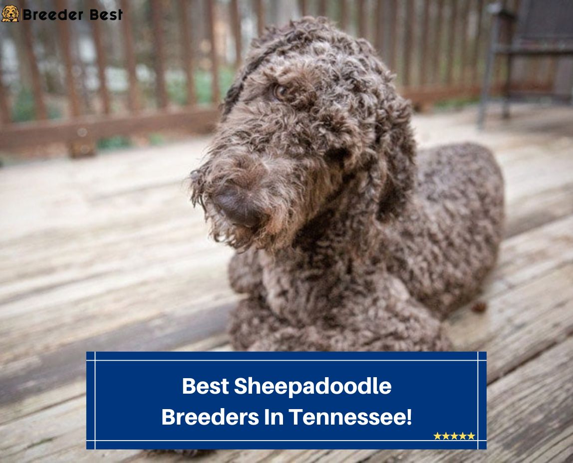 Best-Sheepadoodle-Breeders-In-Tennessee-template