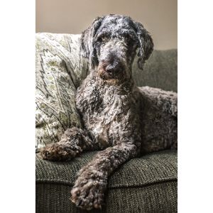 Best-Sheepadoodle-Breeders-In-Tennessee