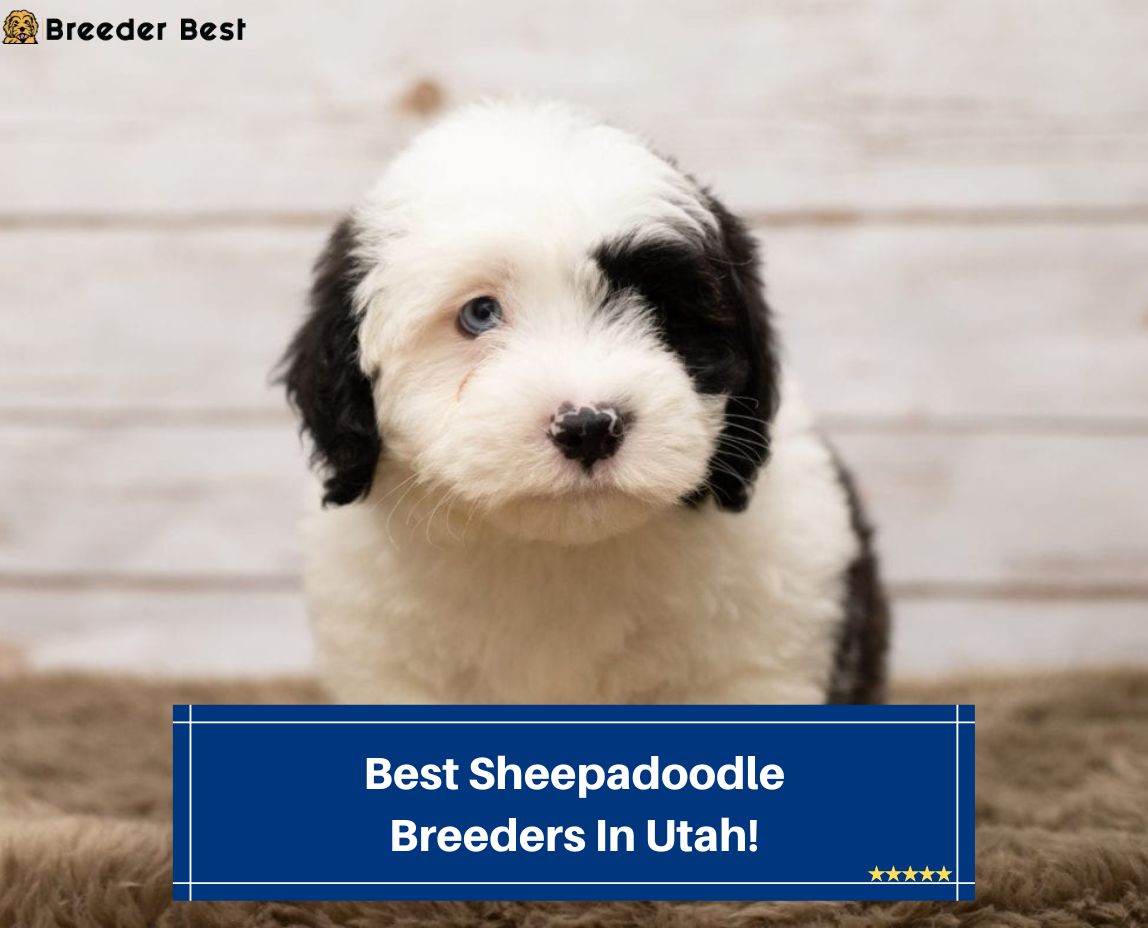 Best-Sheepadoodle-Breeders-In-Utah-template