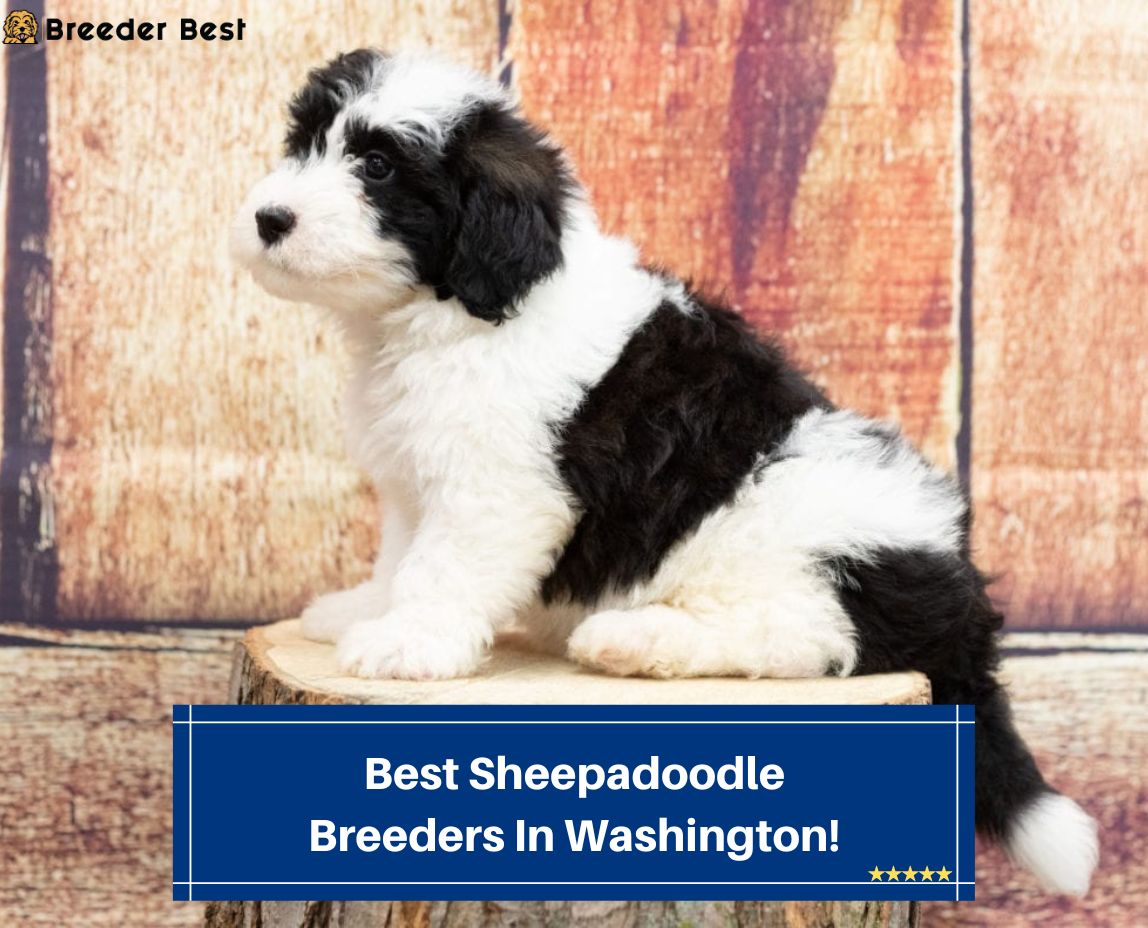 Best-Sheepadoodle-Breeders-In-Washington-template