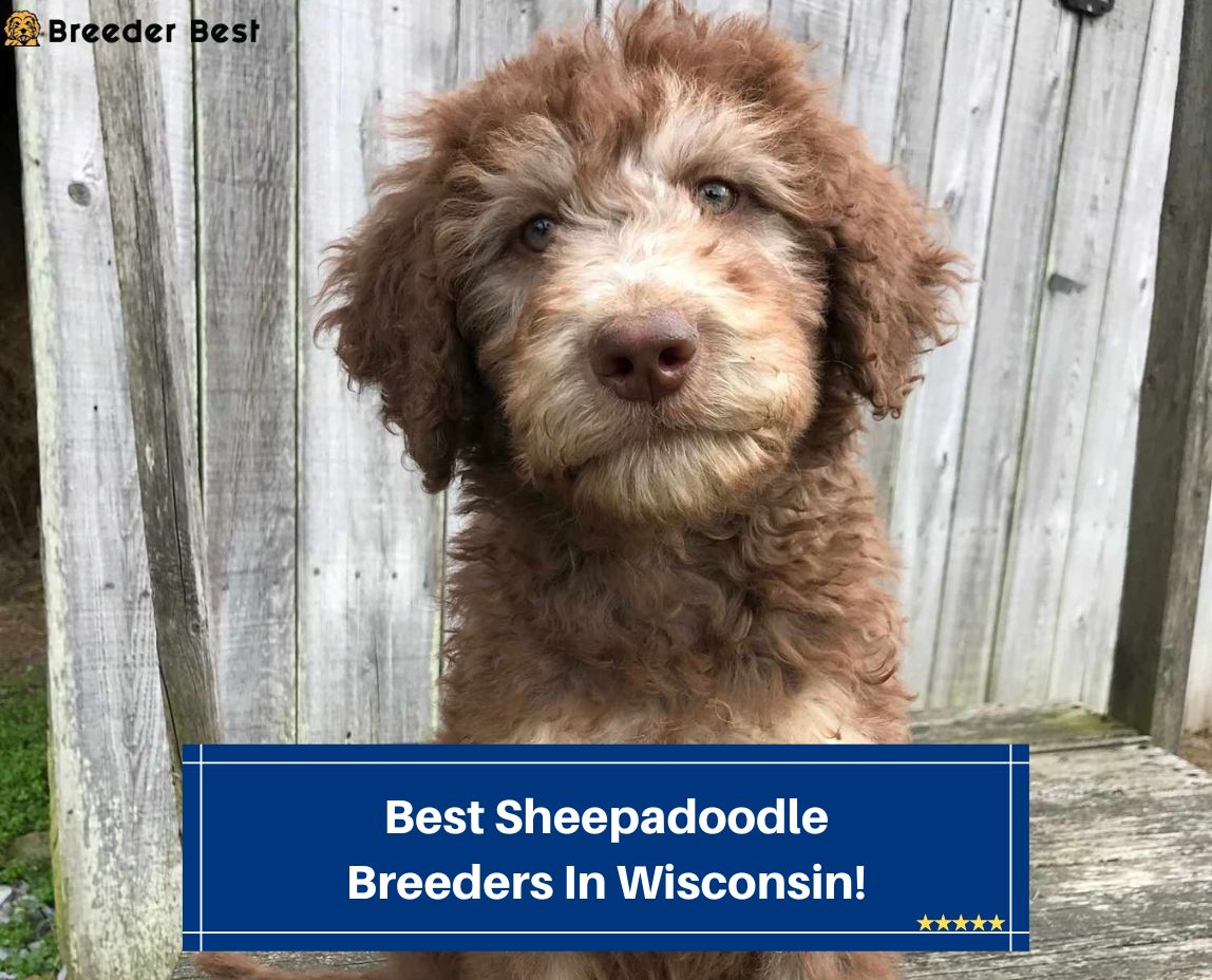 Best-Sheepadoodle-Breeders-In-Wisconsin-template