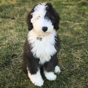 Best-Sheepadoodle-Puppies-For-Sale-In-Indiana