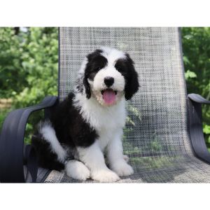 Best-Sheepadoodle-Puppies-For-Sale-In-New-Hampshire